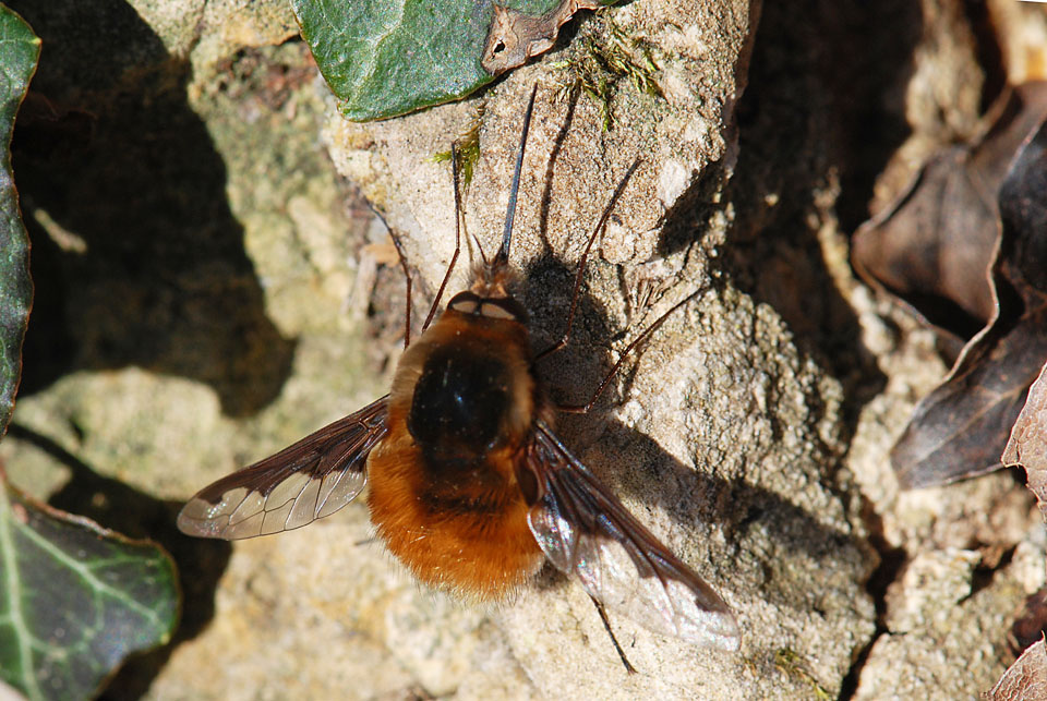 Bombylius major ?